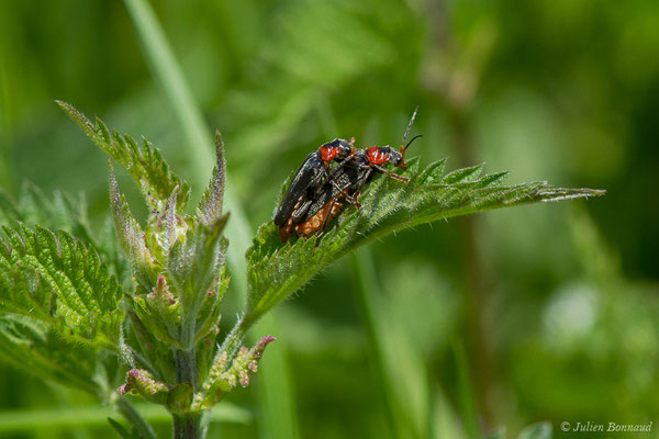 Téléphone moine (Cantharis rustica) (Sers (65), France, le 07/06/2019)