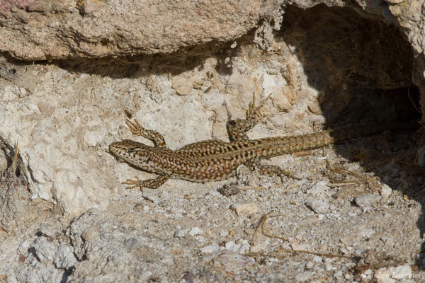 Lézard de Guadarrama — Podarcis guadarramae (Boscá, 1916), (Salamanque (Espagne), le 07/09/2018)