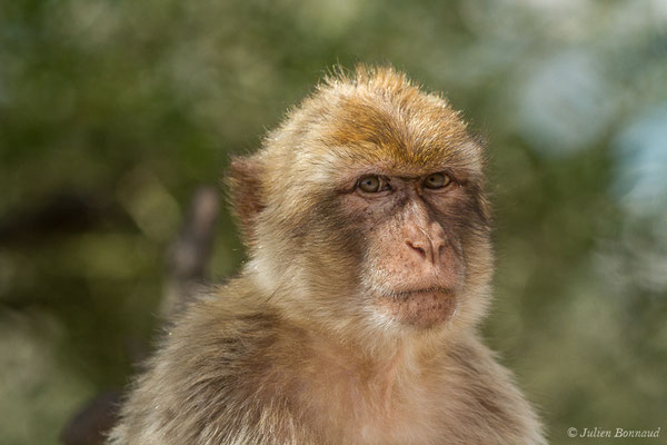 Magot, Macaque berbère, Macaque de Barbarie – Macaca sylvanus (Linnaeus, 1758), (Tarifa (Andalousie), Espagne, le 02/08/2020)