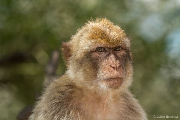 Magot, Macaque berbère, Macaque de Barbarie — Macaca sylvanus (Linnaeus, 1758)