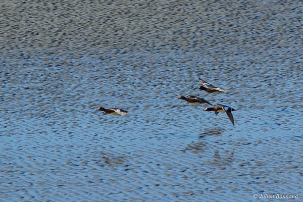 Canard siffleur — Anas penelope (Linnaeus, 1758), (Baie de Saint-Brieuc, Hillion (22), France, le 24/11/2017)