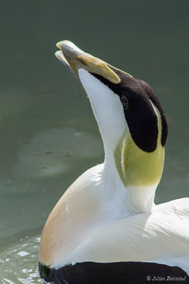 Eider à duvet — Somateria mollissima (Linnaeus, 1758), (Parc animalier des Pyrénées, Argelès-Gazost (65), France, le 01/04/2018)