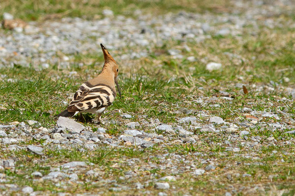 Huppe fasciée – Upupa epops Linnaeus, 1758, (Etsaut (64), France, le 12/04/2022)