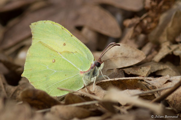 Citron — Gonepteryx rhamni (Linnaeus, 1758), (Saint-Martin-d'Oney (40), France, le 15/03/2018)