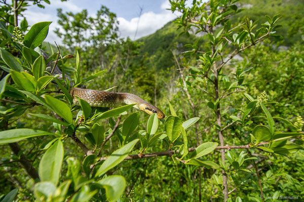 Couleuvre d'Esculape — Zamenis longissimus (Laurenti, 1768)