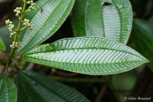 Rhynchanthera serrulata (Centre Spatial Guyanais, Kourou, le 12/05/2014)