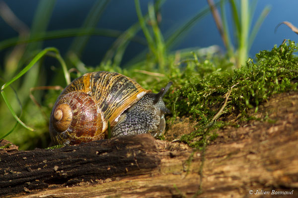 Petit-gris — Cornu aspersum (O.F. Müller, 1774)