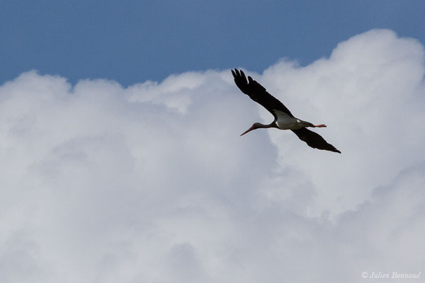 Cigogne noire — Ciconia nigra (Linnaeus, 1758), (Parc National de Monfragüe (Estrémadure), Espagne, le 12/08/2020)