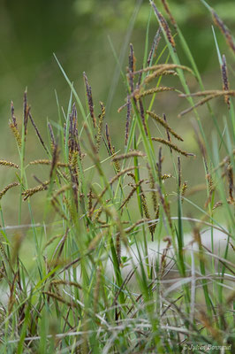 Laîche glauque — Carex flacca Schreb., 1771, (Aulon (31), France, le 03/05/2019)