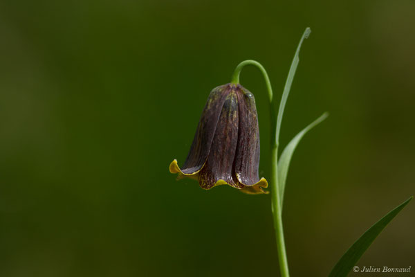 Fritillaire noire – Fritillaria pyrenaica L., 1753, (Etsaut (64), France, le 29/04/2019)