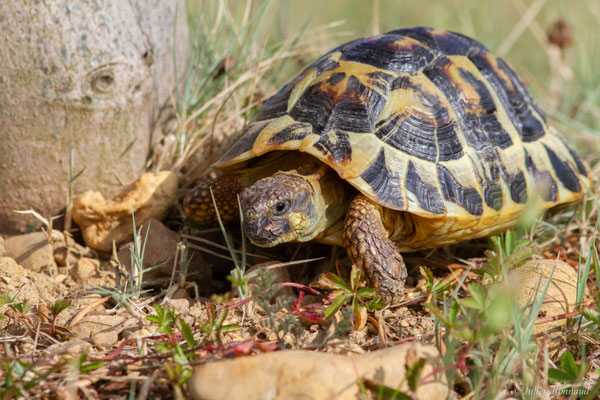 Tortue d'Hermann — Testudo hermanni (Gmelin, 1789), (animal captif)