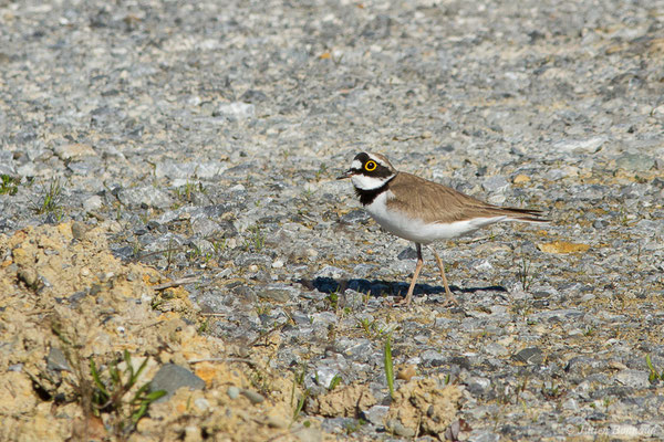 Petit Gravelot — Charadrius dubius Scopoli, 1786, (Lacq (64), France, le 22/03/2019)