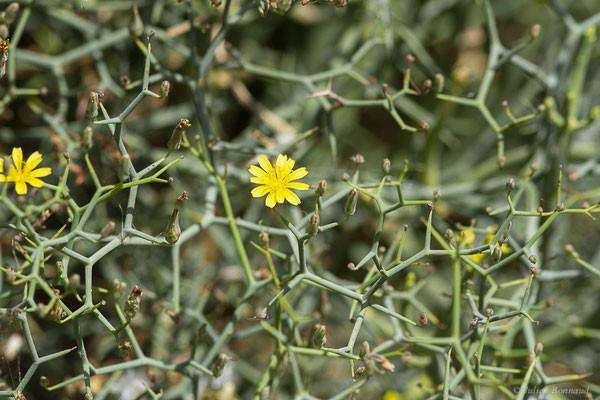 Alauga — Launaea arborescens Murb., 1923, (Fuerteventura, (Iles Canaries, Espagne), le 02/2022)