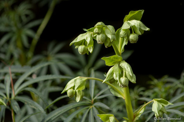 Ellébore fétide — Helleborus foetidus L., 1753