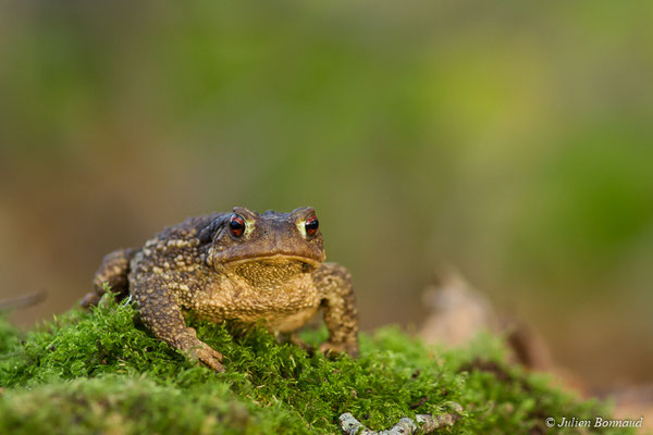 Crapaud épineux — Bufo spinosus (Daudin, 1803)