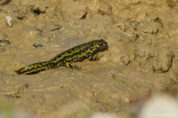 Triton marbré — Triturus marmoratus (Latreille, 1800)