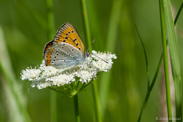 Cuivré des marais ou Grand cuivré — Lycaena dispar (Haworth, 1802), (femelle) (Parbayse (64), France, le 07/05/2020)