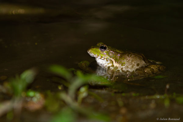 Grenouille de Graf — Pelophylax kl. grafi (Crochet, Dubois, Ohler & Tunner, 1995), (femelle adulte), (Lons (64), France, le 29/04/2022)