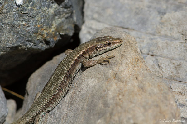 Lézard de Bonnal — Iberalacerta bonnali (Lantz, 1927), (Station de ski de Gourette, Eaux Bonnes (65), France, le 29/07/2021)