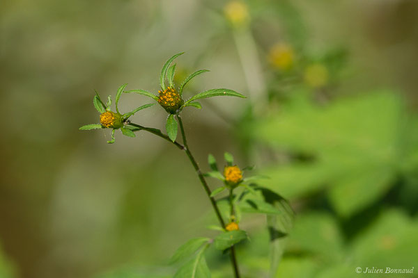 Bident feuillé ou Bident à fruits noirs ou Bident feuillu — Bidens frondosa L., 1753