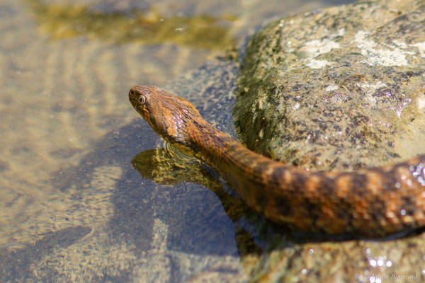Couleuvre vipérine — Natrix maura (Linnaeus, 1758)