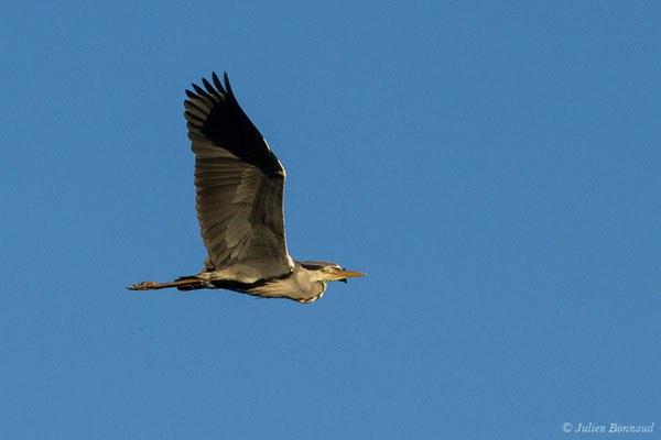Héron cendré — Ardea cinerea Linnaeus, 1758, (Saligue d'Artix (64), France, le 31/05/2019)