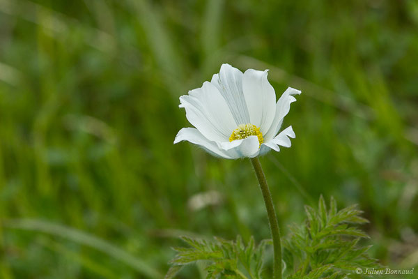 Pulsatille des Alpes — Pulsatilla alpina (L.) Delarbre, 1800