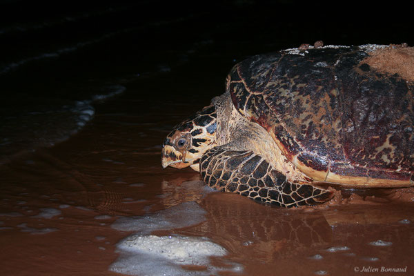 Tortue imbriquée — Eretmochelys imbricata (Linnaeus, 1766), (femelle qui regagne l'océan après la ponte) (Plage des Salines, Remire-Montjoly, Guyane, le 22/06/2015)