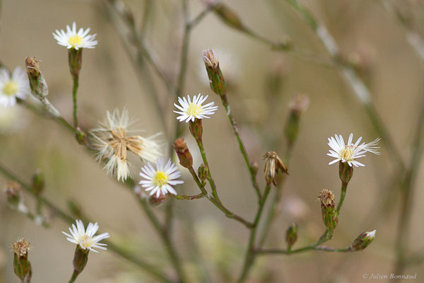Aster subulé — Symphyotrichum subulatum (Michx.) G.L.Nesom, 1995