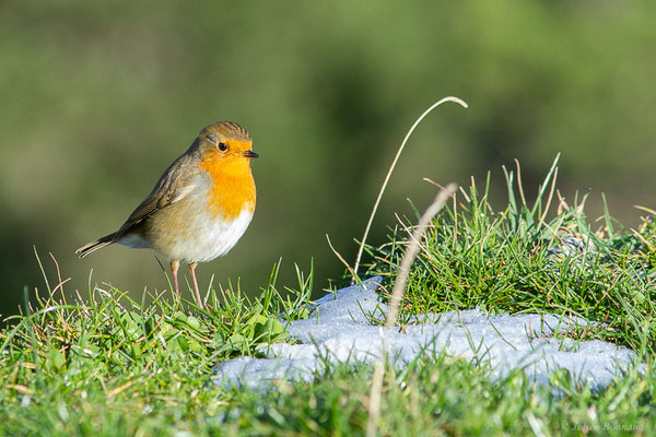 Rougegorge familier — Erithacus rubecula (Linnaeus, 1758), (Station de ski de La Pierre Saint-Martin, Arette, (64), France, le 05/11/2022)