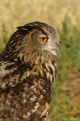 Grand-duc d'Europe — Bubo bubo (Linnaeus, 1758), (Parc ornithologique de Pont de Gau (13), France, le 20/02/2020)