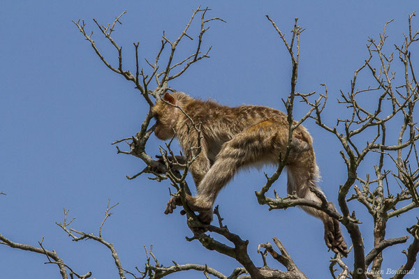 Magot, Macaque berbère, Macaque de Barbarie – Macaca sylvanus (Linnaeus, 1758), (Tarifa (Andalousie), Espagne, le 02/08/2020)