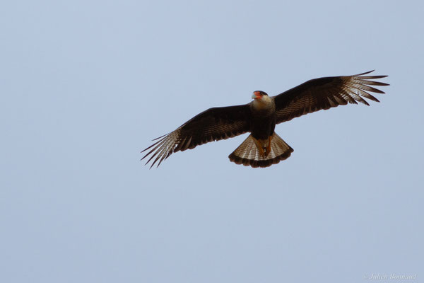 Caracara huppé — Caracara plancus (Miller, 1777), (Kourou, Guyane, le 14/03/2017)