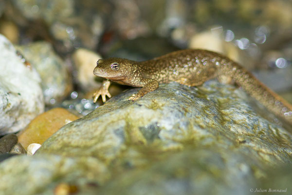 Calotriton des Pyrénées ou Euprocte des Pyrénées – Calotriton asper (Al. Dugès, 1852), (Sarrance (64), France, le 23/04/2022)