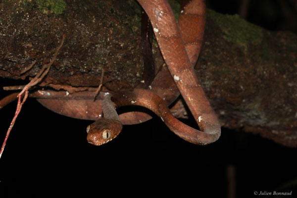 Dipsas à miroirs — Dipsas indica Laurenti, 1768, (Crique Gervais, Saint-Laurent-du-Maroni, Guyane, le 17/03/2016)