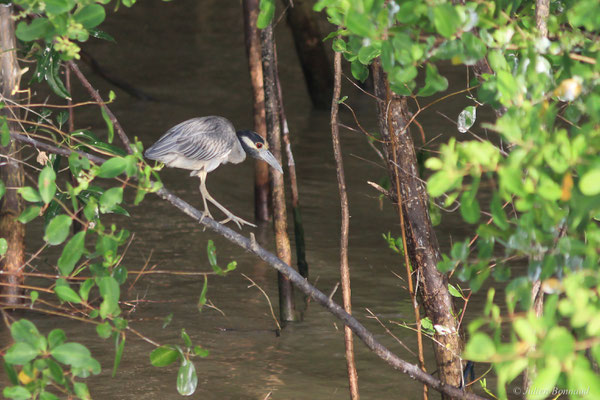 Bihoreau violacé — Nyctanassa violacea (Linnaeus, 1758), (adulte), (Pont du Larivot, Matoury, Guyane, le 08/01/2016) 