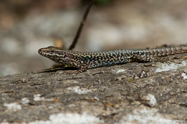 Lézard des murailles — Podarcis muralis (Laurenti, 1768), (Cauteret (65), France, le 08/06/2018)