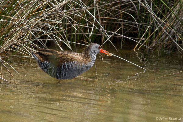 Râle d'eau – Rallus aquaticus Linnaeus, 1758, (réserve ornithologique du Teich (33), France, le 23/05/2021)