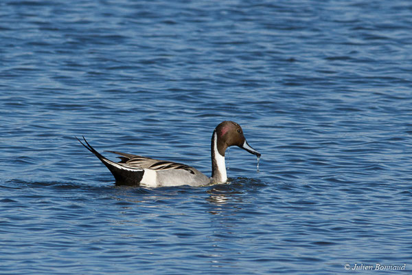 Canard pilet — Anas acuta Linnaeus, 1758, (réserve ornithologique du Teich (33), France, le 24/01/2018)
