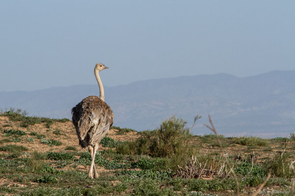 Autruche à cou rouge ou autruche Afrique du Nord —  Struthio camelus Linnaeus, 1758, (Parc national de Souss-Massa, Sidi Binzarne (Agadir), (réserve des gazelles), le 01/02/2023) 