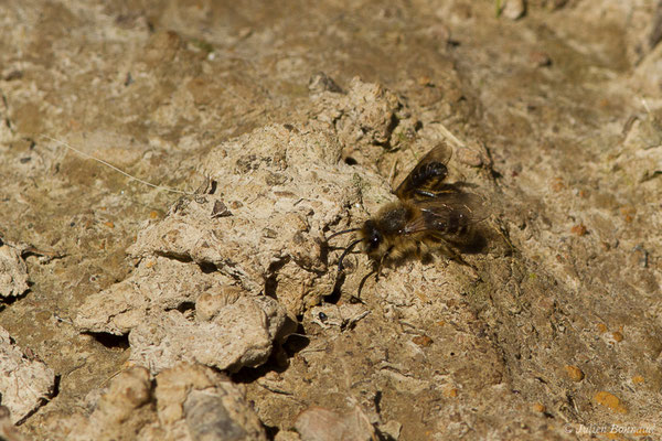 Collète lapin – Colletes cunicularius (Linnaeus, 1761), (Uzeins (64), France, le 16/02/2019)