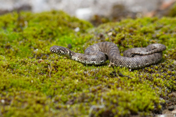Couleuvre vipérine — Natrix maura (Linnaeus, 1758)