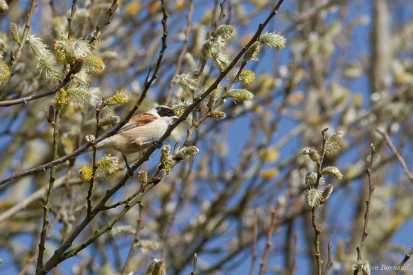 Rémiz penduline — Remiz pendulinus (Linnaeus, 1758), (Réserve ornithologique Terre d'Oiseaux, Braud-et-Saint-Louis (33), France, le 07/03/2019)