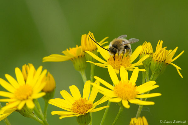 Collète lapin — Colletes cunicularius (Linnaeus, 1761), (réservoir de La Barne, Jû-Belloc (32), France, le 29/05/2018)