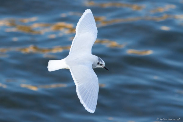 Mouette pygmée — Hydrocoloeus minutus (Pallas, 1776)
