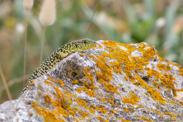 Lézard ocellé — Timon lepidus (Daudin, 1802), (femelle adulte), (Tarnos (64), France), le 05/06/2025)
