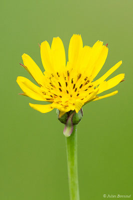 Salsifis des prés — Tragopogon pratensis L., 1753, (Lacq (64), France, le 24/04/2019)