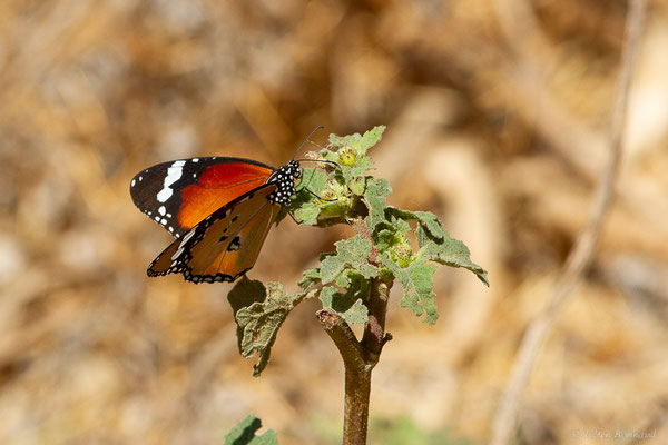 Petit Monarque — Danaus chrysippus (Linnaeus, 1758), (Tétouan (Tanger-Tétouan-Al Hoceïma), Maroc, le 27/09/2023)