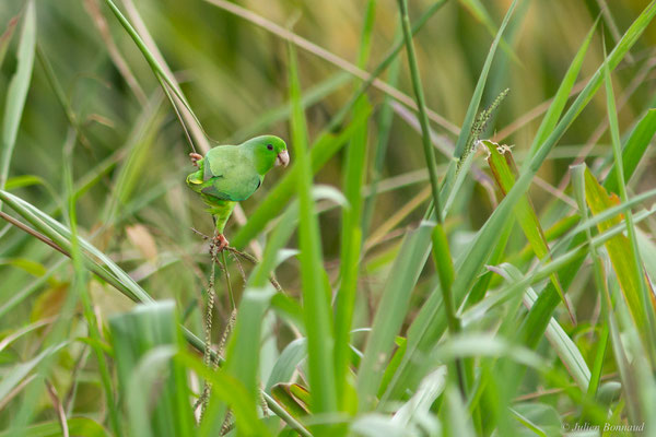 Toui été — Forpus passerinus (Linnaeus, 1758), (village Terre Rouge, Saint-Laurent du Maroni, Guyane, le 16/09/2016)