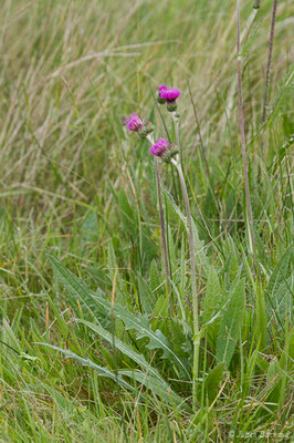 Cirse des prairies — Cirsium dissectum (L.) Hill, 1768